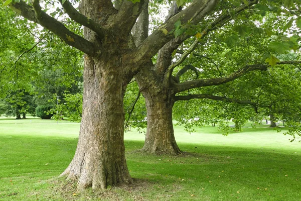 Två gamla träd i offentlig Park — Stockfoto