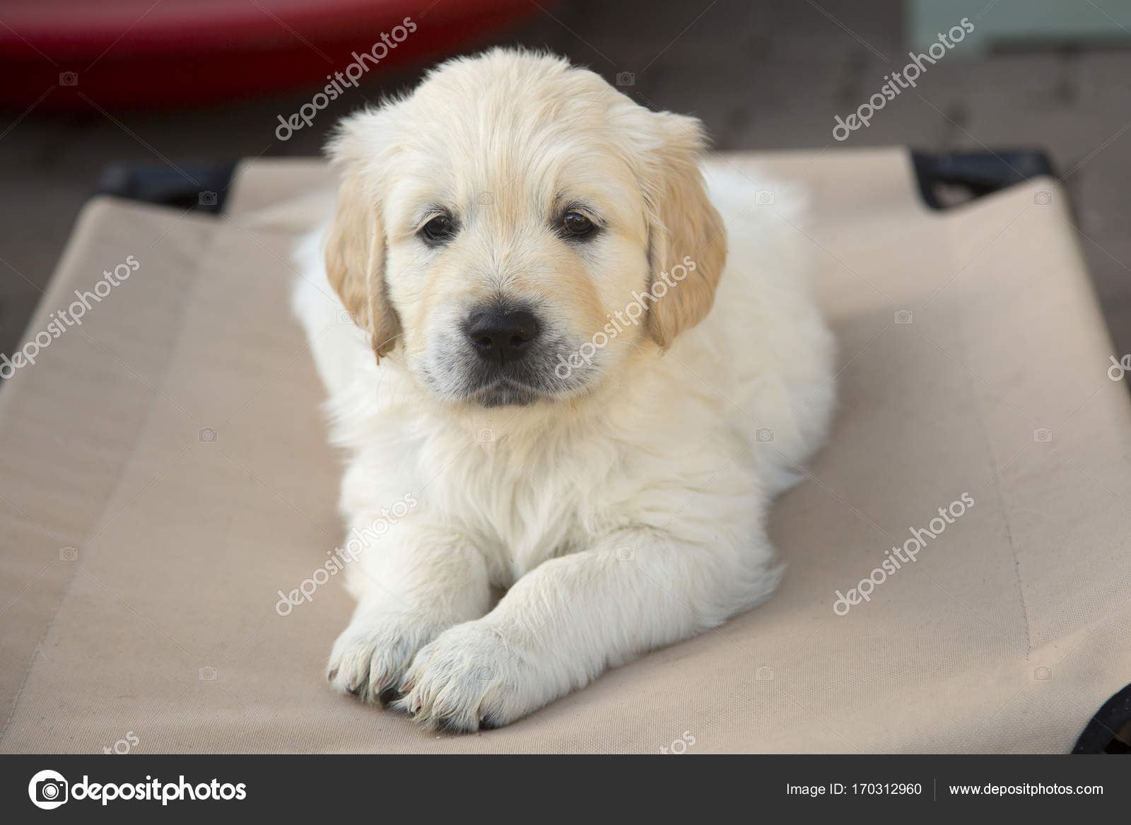 golden retriever puppy bed