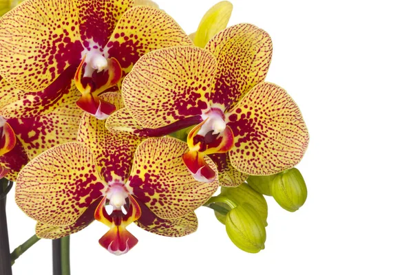 Beautiful orchid flower — Stock Photo, Image