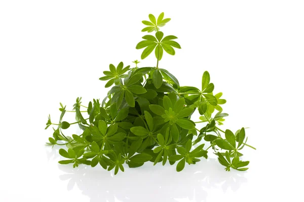 Herbals Woodruff fresco — Fotografia de Stock