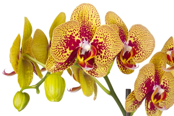 Beautiful orchid flower — Stock Photo, Image