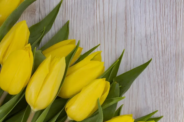 Beautiful yellow tullips — Stock Photo, Image