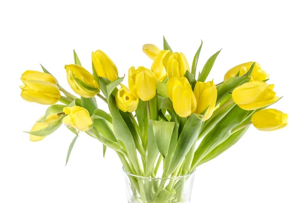 Beautiful yellow tullips — Stock Photo, Image