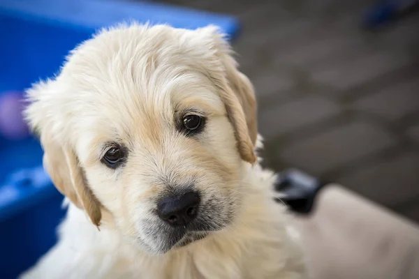 Golden Retriever Kiskutya — Stock Fotó