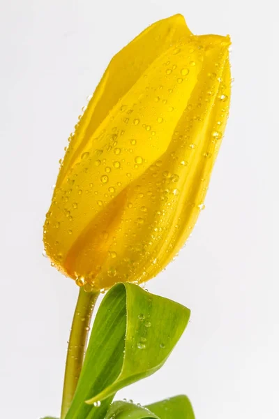 Beautiful Yellow Tulip with waterdrop — Stock Photo, Image