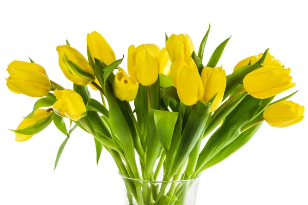 Beautiful Yellow Tulips — Stock Photo, Image