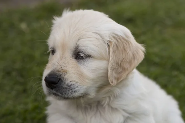 Aranyos golden retriever kiskutya — Stock Fotó