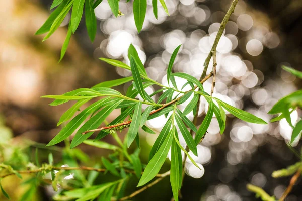 Ağlayan söğüt dalı