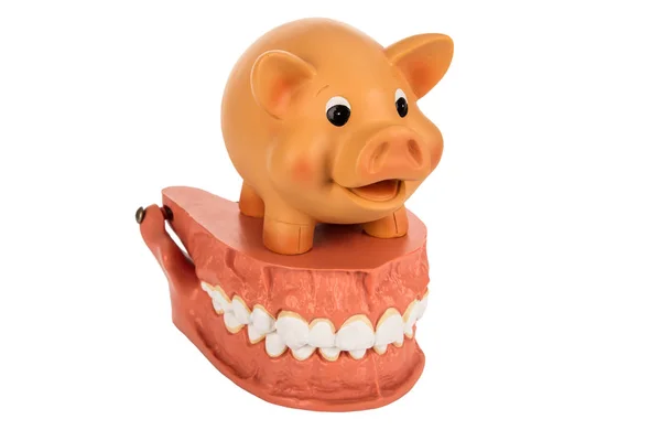 Human Dentures Model with Piggy Bank — Stock Photo, Image