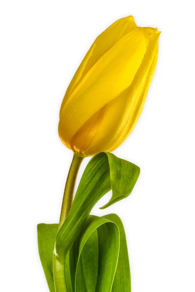 Beautiful Yellow Tulip — Stock Photo, Image