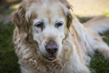 Üst düzey golden retriever köpek çalınması