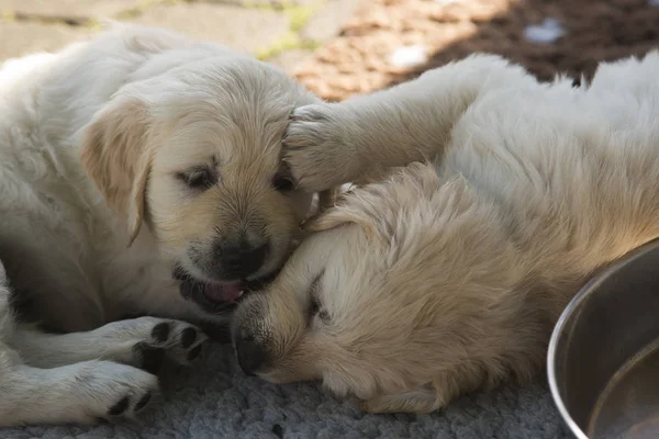 Aranyos Golden Retriever kiskutya játszik — Stock Fotó