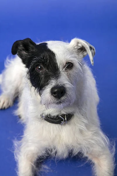 Retrato de Parson Jack Russel Terrier — Fotografia de Stock