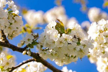 Beyaz kiraz çiçeği