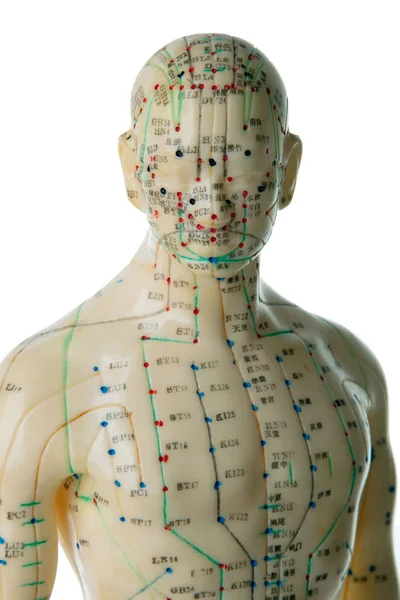 Modelo de acupuntura — Fotografia de Stock