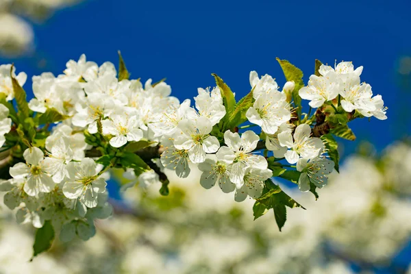 Biały kwiat wiśni — Zdjęcie stockowe