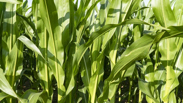 Campo de maíz en detalle — Foto de Stock