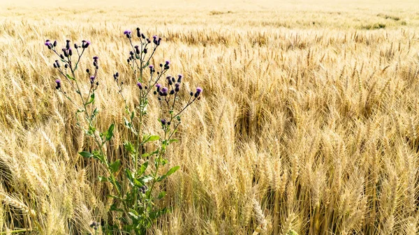 Campo de grano con flor — Foto de Stock