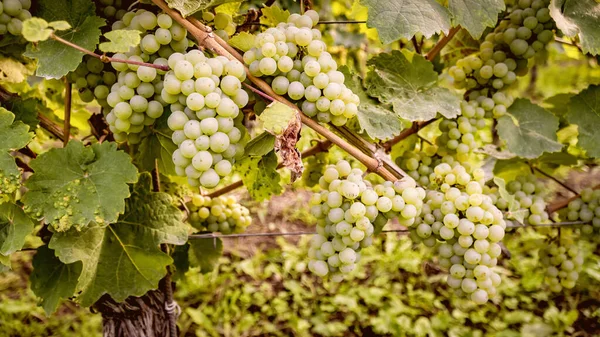 White Grapes — Stock Photo, Image
