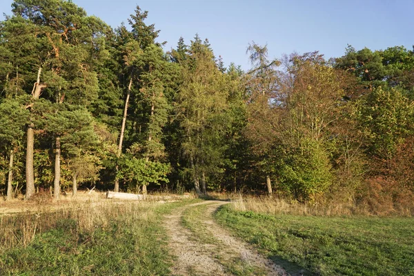 숲속의 나무와 경치 — 스톡 사진