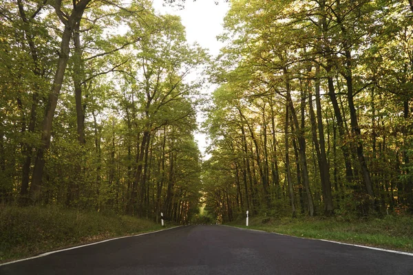 Malerische Landschaft Mit Bäumen Wald Herbst — Stockfoto