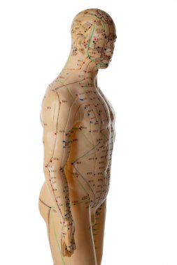 Beyaz arka plan üzerinde izole akupunktur modeli