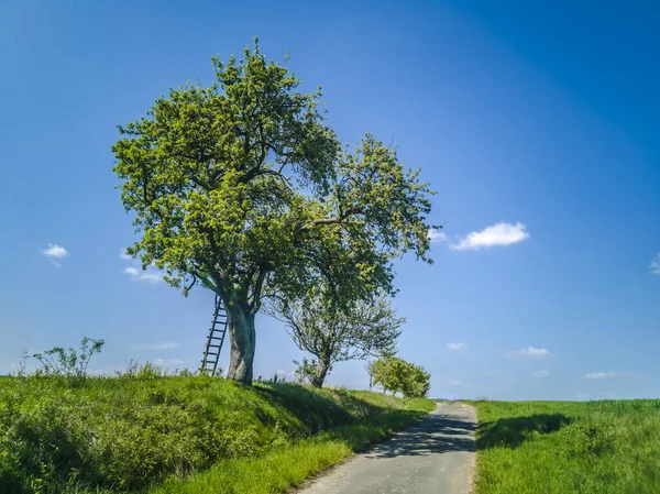 Žebřík Stromě Pod Silnicí Zatažená Obloha Německu — Stock fotografie