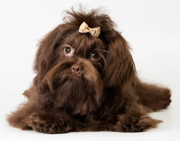 Bolonka Zwetna tarafsız arka plan üzerinde