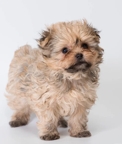 Bolonka Zwetna tarafsız arka plan üzerinde