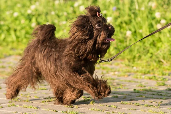 Bolonka Zwetna For a walk — Stock Photo, Image