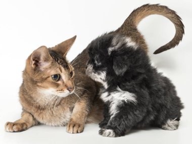 Kedi ve köpek yavrusu 