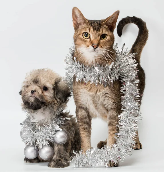 Kočka a štěně — Stock fotografie