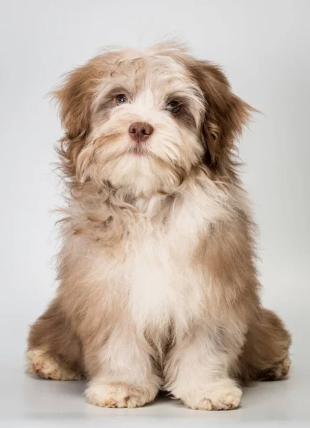 Puppy in studio — Stockfoto