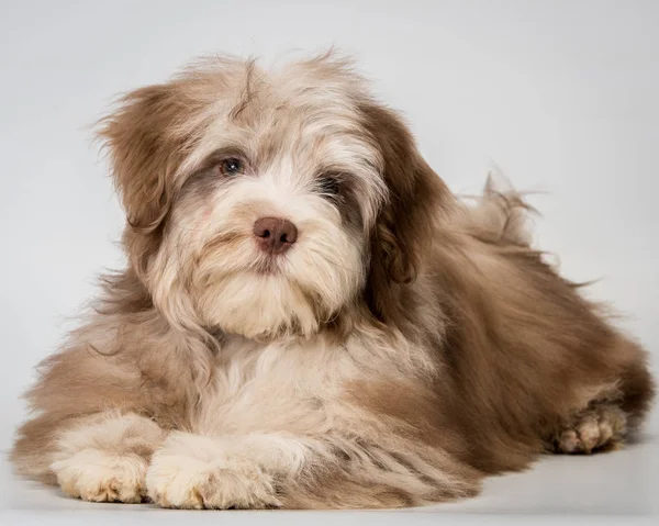 Puppy in studio — Stock Photo, Image