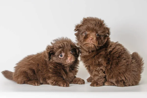 Two puppies in studio — Stock Photo, Image