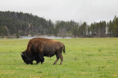 bizon Yellowstone