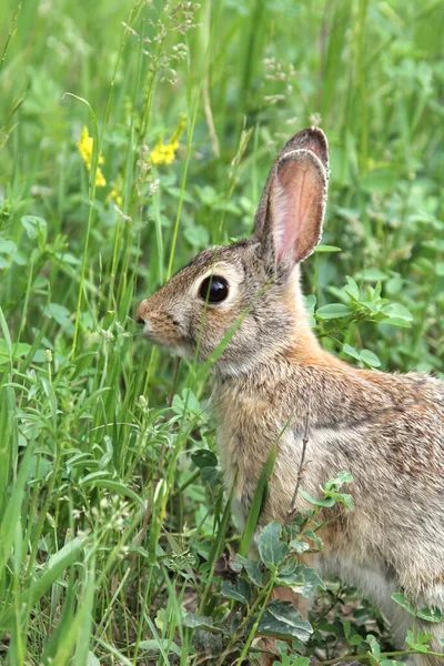 Sylvilagus w trawie — Zdjęcie stockowe