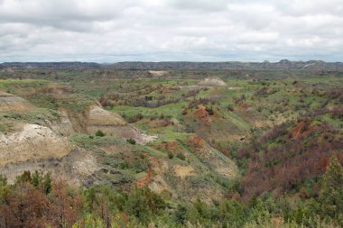 Theodore Roosevelt Ulusal Park Manzarası
