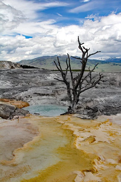 Mammoth Springs Parque Nacional de Yellowstone —  Fotos de Stock