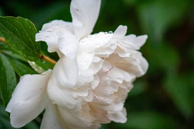 Yağmurdan sonra su damlalarındaki şakayıklar