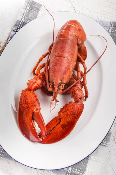 Homard rouge bouilli sur une assiette ovale — Photo