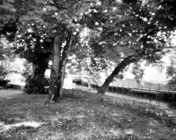 Arbres pendant l'été - Cette caméra noir et blanc obscura ph — Photo