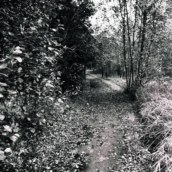 Otoño en el parque - Esta cámara en blanco y negro obscura foto i Fotos de stock libres de derechos