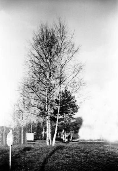 Algunos árboles grandes en primavera sin hojas Imagen de archivo