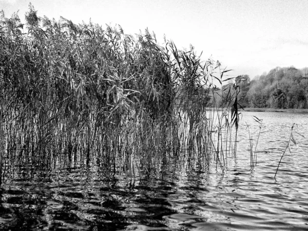 Lac Avec Les Petites Vagues Automne Cette Photo Noir Blanc — Photo