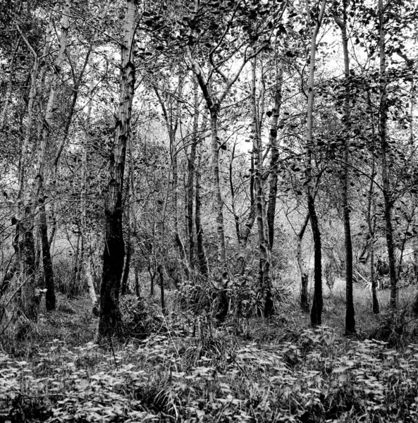 Bosque Otoño Con Muchos Árboles Esta Foto Blanco Negro Nítida Fotos de stock libres de derechos