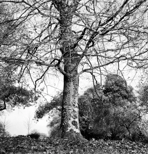 Δάσος Φθινόπωρο Και Ένα Δέντρο Χωρίς Φύλλα Αυτή Ασπρόμαυρη Φωτογραφία Φωτογραφία Αρχείου