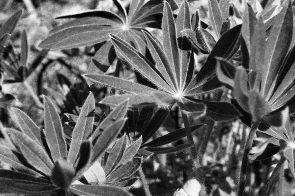 Primavera Principios Planta Altramuz Todavía Sin Flor Esta Foto Blanco Imagen de stock