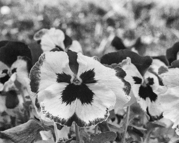 Pansies Plena Floración Primavera Esta Foto Blanco Negro Fue Tomada Imagen de archivo