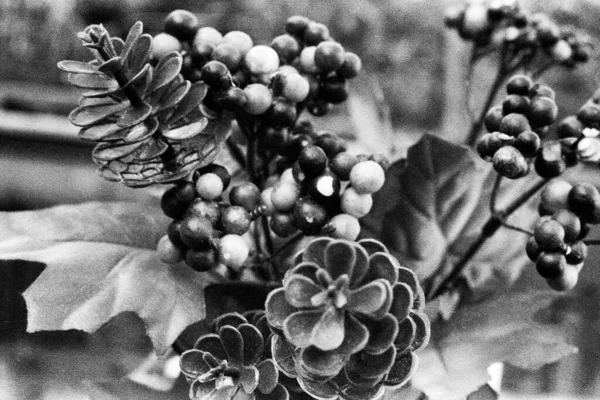 秋天的花束与一些非常不同的植物 这幅黑白照片是用针孔相机拍摄的 这与相机的特点是一致的 — 图库照片